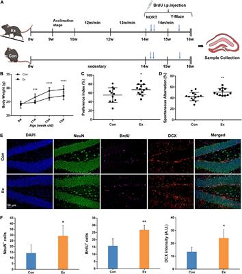 Chronic exercise remodels the lysine acetylome in the mouse hippocampus